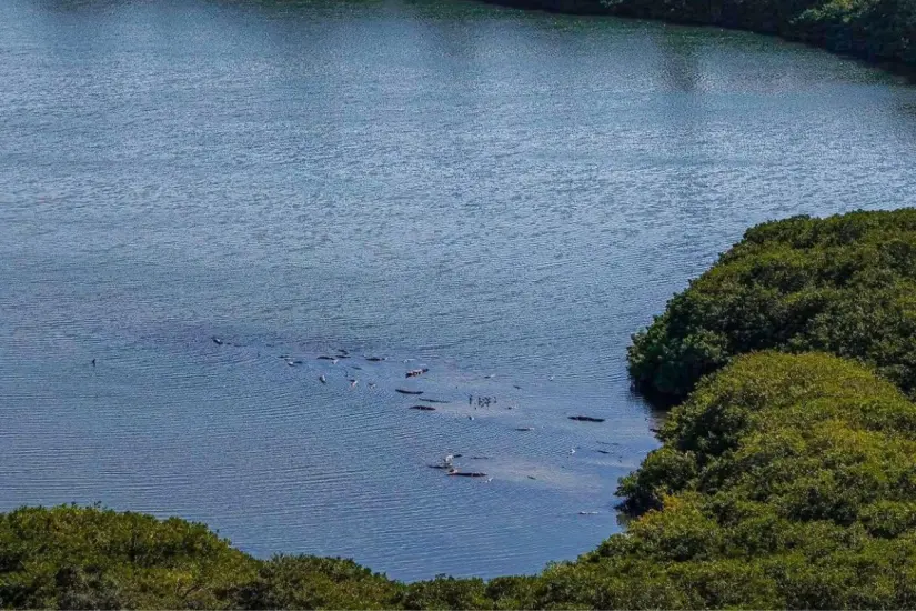 Laguna del Carpintero en Tampico. Foto: Axel Hassel