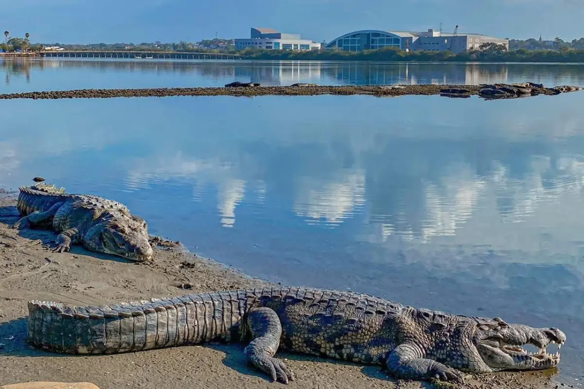 La Laguna del Carpintero es el hábitat del cocodrilo de pantano en el sur de Tamaulipas. Foto: Axel Hassel