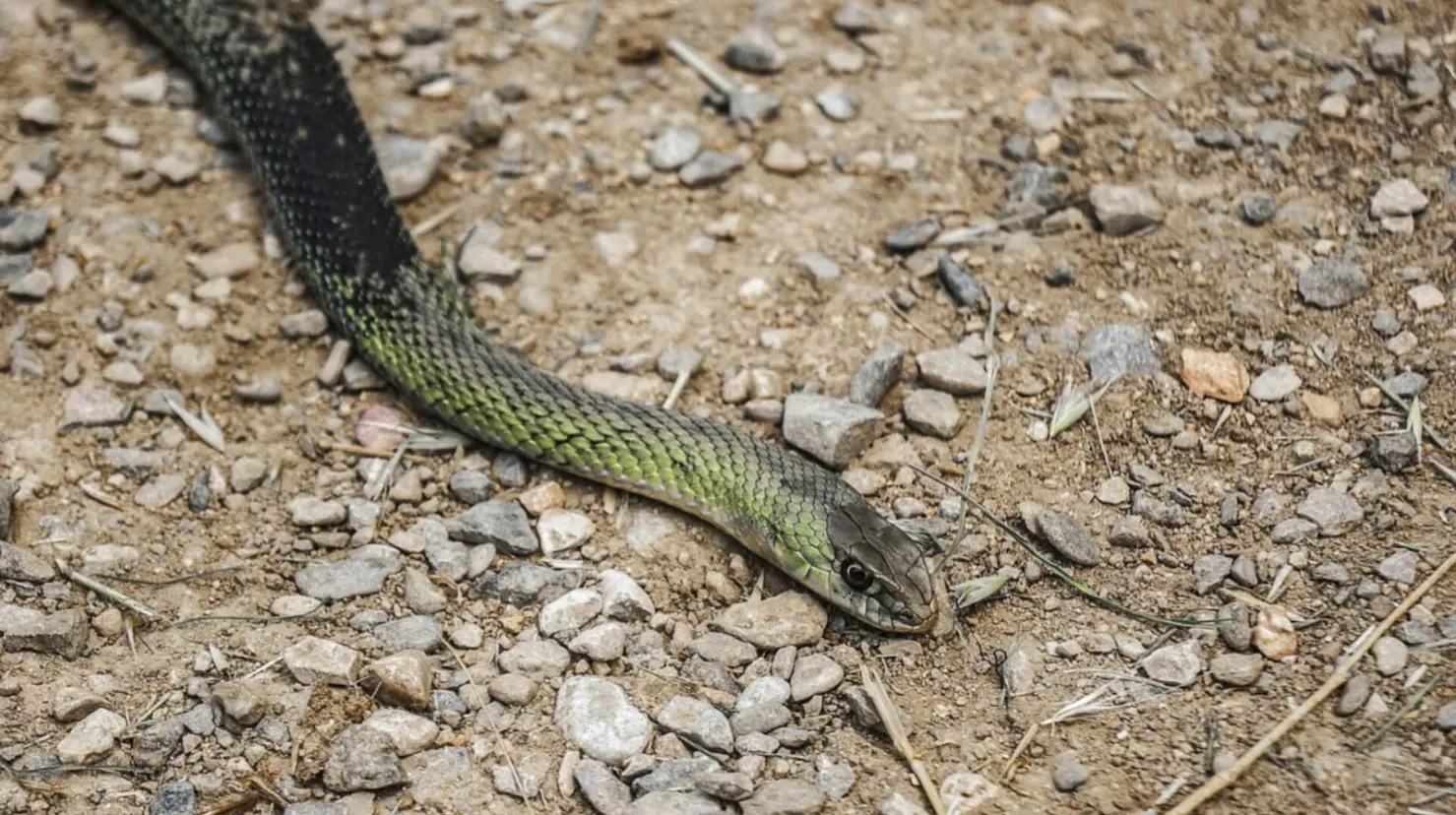 Foto: Pixabay | Conoce a la serpiente nativa de Durango, que es inofensiva para las personas y no llega a medir más de 30 centímetros.