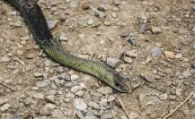 La serpiente nativa de Durango inofensiva para los humanos y que mide no más de 30 centímetros