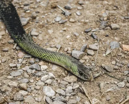 La serpiente nativa de Durango inofensiva para los humanos y que mide no más de 30 centímetros