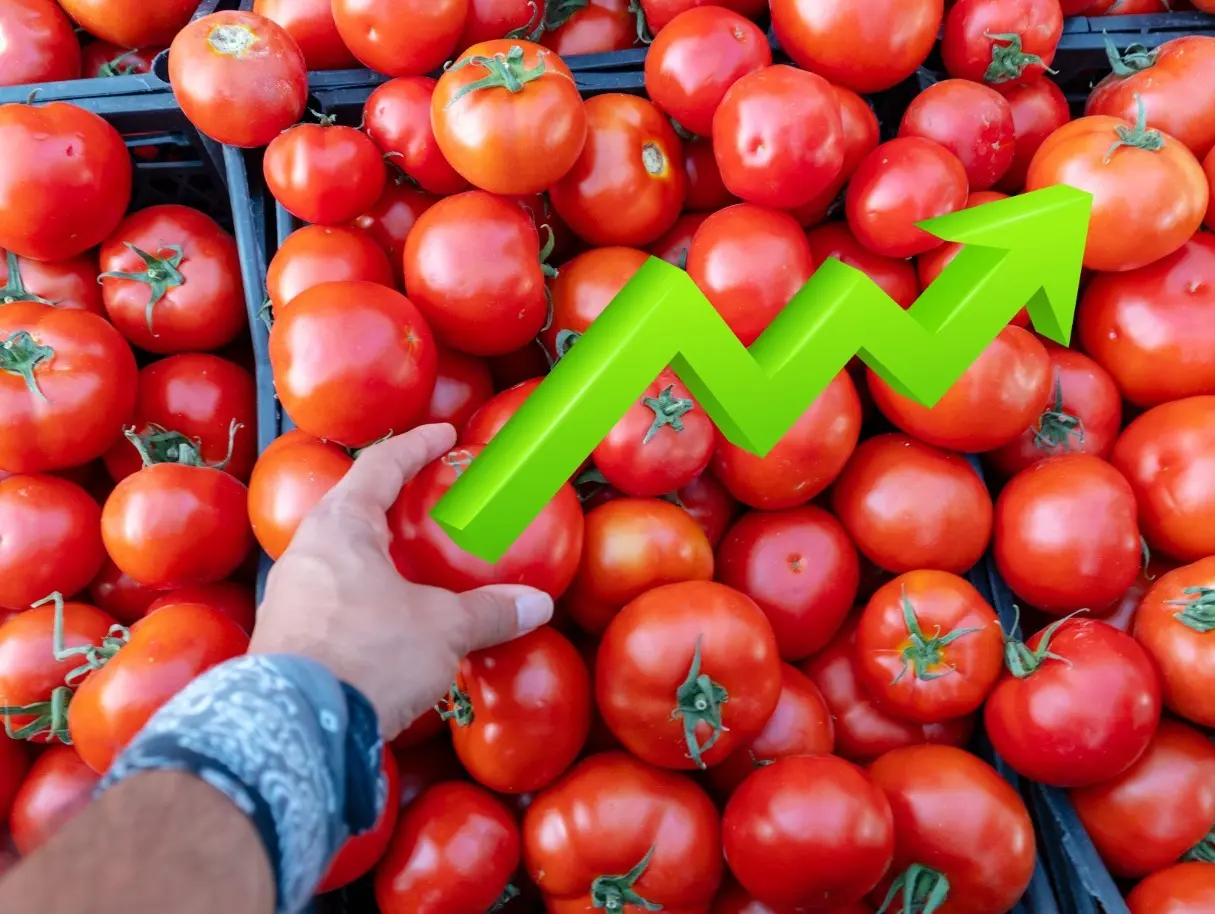 Los precios del tomate varían entre las entidades de la República Mexicana debido a diversos factores como la oferta y la demanda. Foto: Canva.