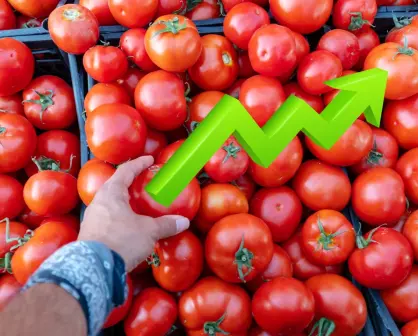 Aranceles modifican precio del tomate: ¿Qué tanto ha cambiado en Nuevo León?