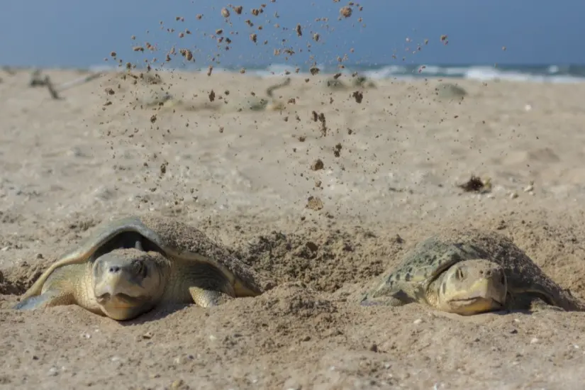 Temporada de la tortuga lora en Tamaulipas | Foto: CBPT