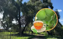 El árbol nativo de Durango con propiedades hipnóticas, según la herbolaria