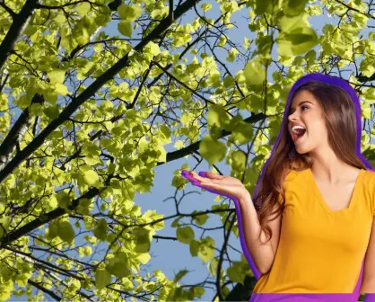 El árbol nativo de Durango que, según la creencia popular, tiembla con el viento