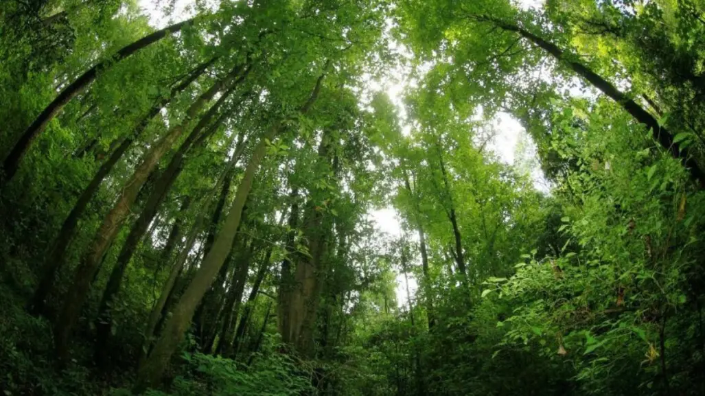 El pueblo mágico de Jalisco que tiene un bosque parecido a los boreales de Rusia y Canadá