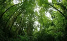 El pueblo mágico de Jalisco que tiene un bosque parecido a los boreales de Rusia y Canadá