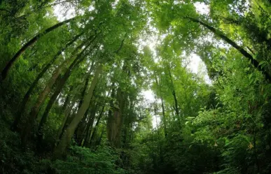 El pueblo mágico de Jalisco que tiene un bosque parecido a los boreales de Rusia y Canadá