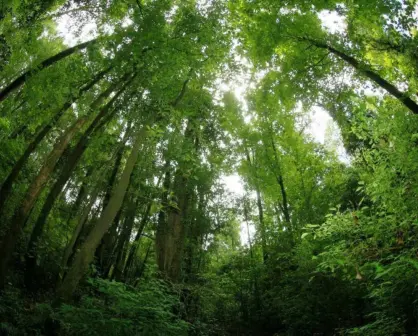 El pueblo mágico de Jalisco que tiene un bosque parecido a los boreales de Rusia y Canadá