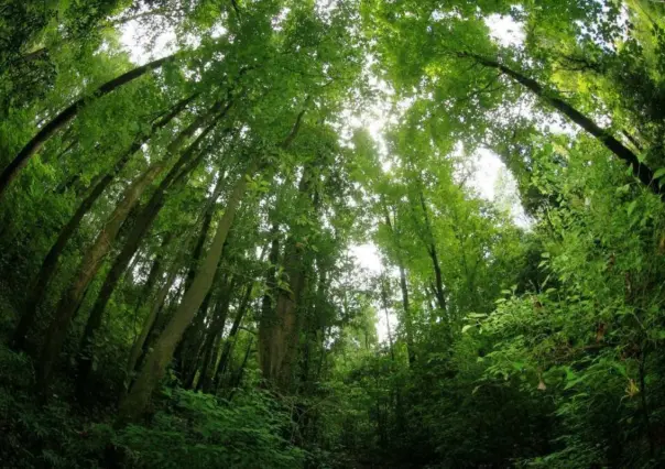 El pueblo mágico de Jalisco que tiene un bosque parecido a los boreales de Rusia y Canadá