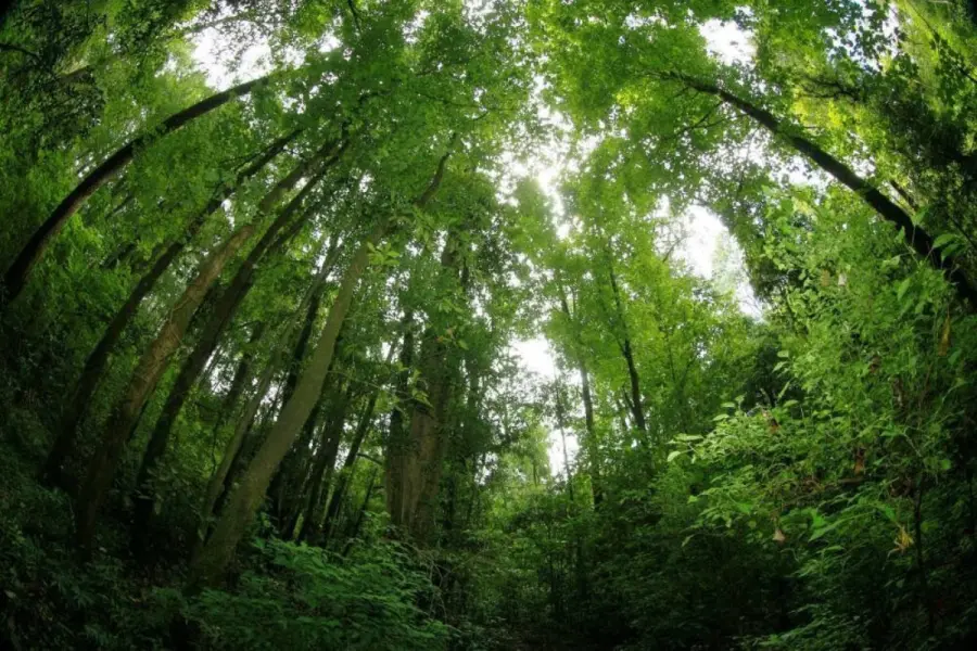 El pueblo mágico de Jalisco que tiene un bosque parecido a los boreales de Rusia y Canadá