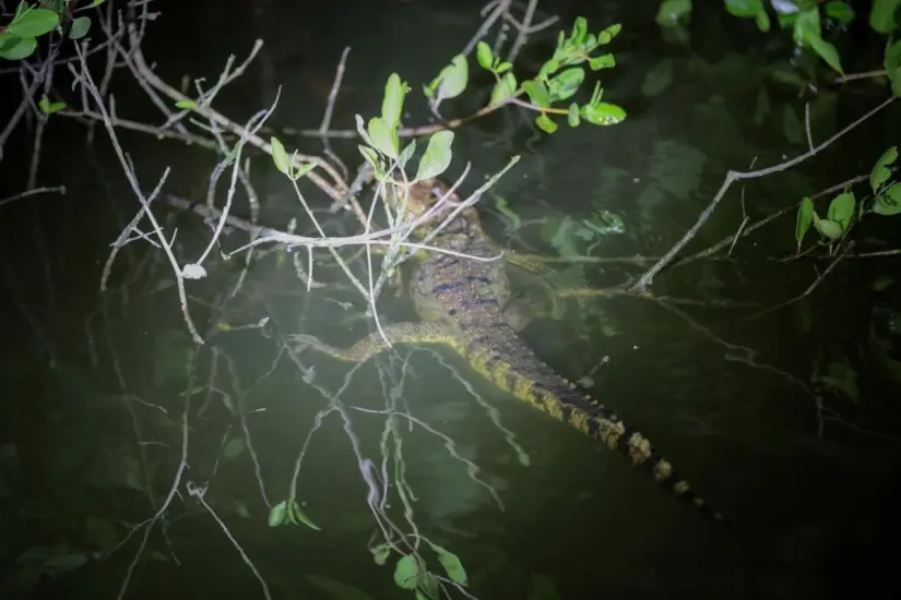 La Ruta de los Juanchos es un recorrido en la Laguna del Carpintero para conocer el hábitat de los cocodrilos. Foto: Axel Hassel