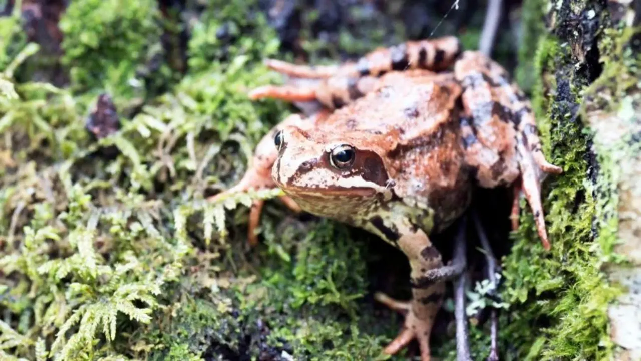Conoce el animal nativo de Edomex con origen prehispánico que está en peligro de extinción. Foto: mexdesconocido / sedema.cdmx.gob.mx