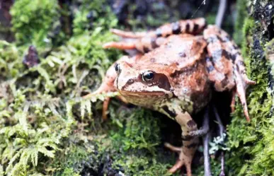 Conoce el animal nativo de Edomex con origen prehispánico que está en peligro de extinción