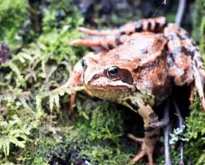 Conoce el animal nativo de Edomex con origen prehispánico que está en peligro de extinción