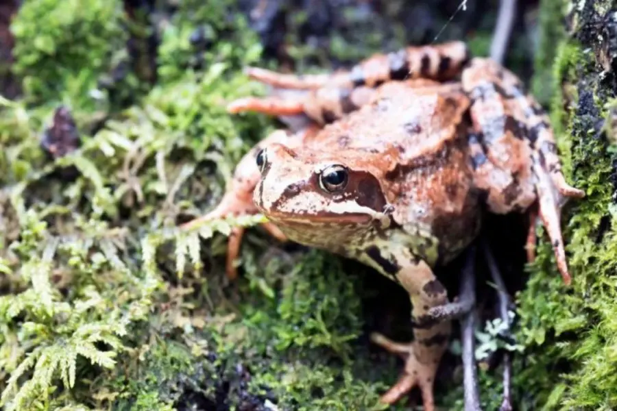 Conoce el animal nativo de Edomex con origen prehispánico que está en peligro de extinción