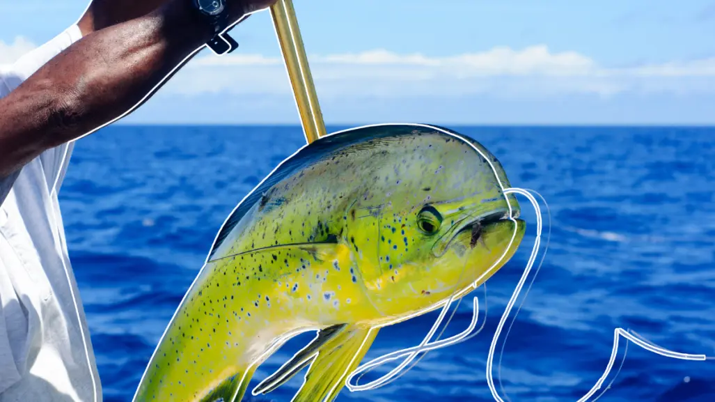 Pez dorado en Baja California Sur: dónde pescar y cuándo es la temporada ideal