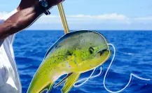 Pez dorado en Baja California Sur: dónde pescar y cuándo es la temporada ideal