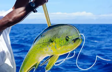 Pez dorado en Baja California Sur: dónde pescar y cuándo es la temporada ideal