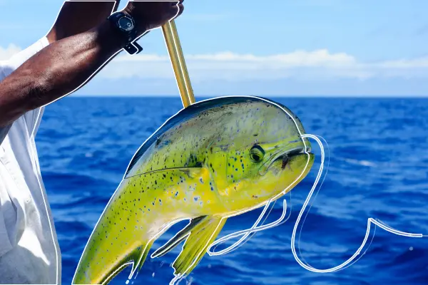 Pez dorado en Baja California Sur: dónde pescar y cuándo es la temporada ideal