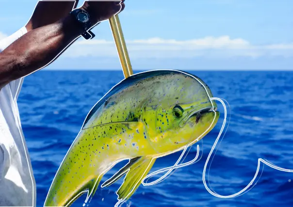 Pez dorado en Baja California Sur: dónde pescar y cuándo es la temporada ideal
