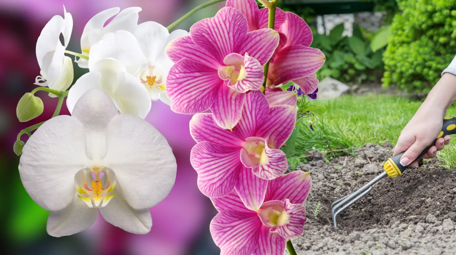 Guía práctica para hacer abono casero para orquídeas y estimular su floración en tiempo de calor. Foto: Canva.
