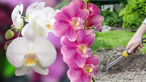 Guía práctica para hacer abono casero para orquídeas y estimular su floración en verano