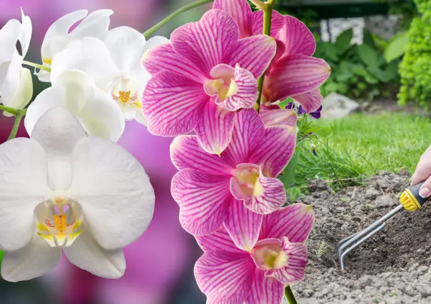 Guía práctica para hacer abono casero para orquídeas y estimular su floración en verano