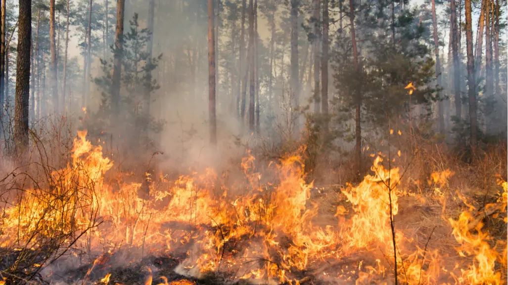 ¿Cuántas hectáreas han sido afectadas por incendios forestales en Tamaulipas durante 2025?
