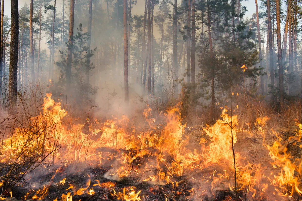 ¿Cuántas hectáreas han sido afectadas por incendios forestales en Tamaulipas durante 2025?