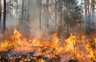 ¿Cuántas hectáreas han sido afectadas por incendios forestales en Tamaulipas durante 2025?