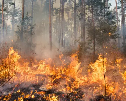 ¿Cuántas hectáreas han sido afectadas por incendios forestales en Tamaulipas durante 2025?