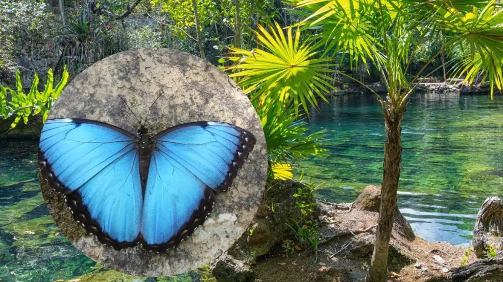 La mariposa morfo azul: la joya voladora que ilumina los senderos mayas de Yucatán