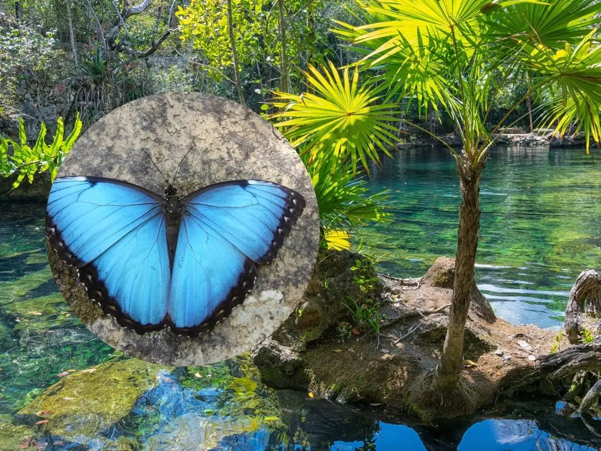 La mariposa morfo azul habita zonas húmedas tropicales, por lo que es común verla cerca de ojos de agua como los cenotes de la Península de Yucatán.- Fuente Canva y Naturalist México