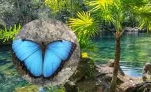 La mariposa morfo azul: la joya voladora que ilumina los senderos mayas de Yucatán