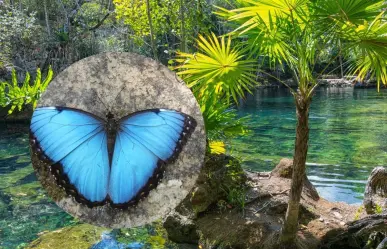 La mariposa morfo azul: la joya voladora que ilumina los senderos mayas de Yucatán