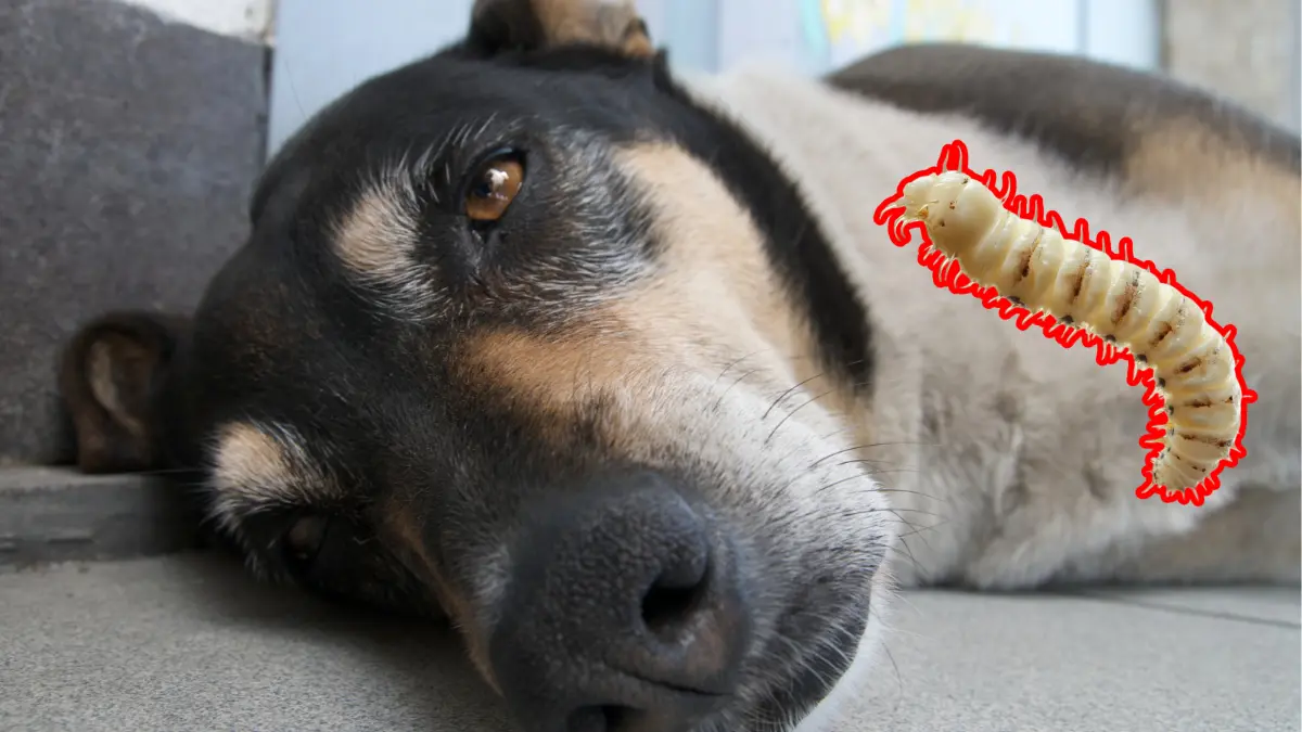 Para el bienestar del perro se tuvo que amputar la parte infectada de la cola Foto: Canva/Alexis Lara