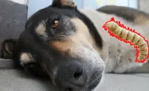 Gusano barrenador en Mérida: detectan nuevo caso en un perro