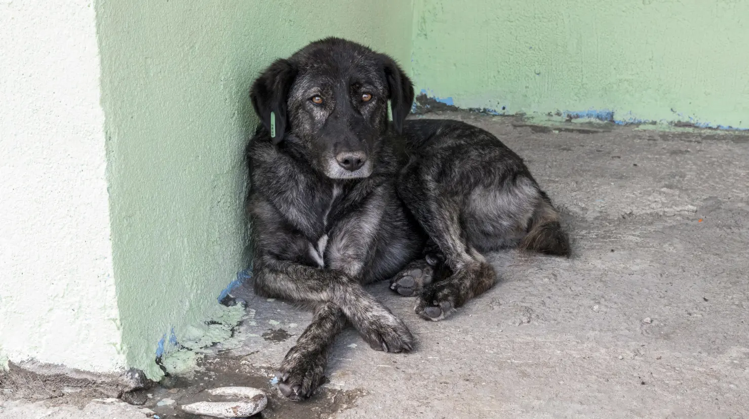 Activistas y habitantes de Texcoco exigen castigo ejemplar tras difundirse un video en el que dos personas asfixian a un perro. Imagen: Especial