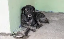 VIDEO | Dueños de tortillería matan a perro callejero en Texcoco; vecinos exigen justicia