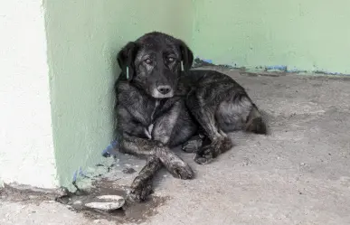 VIDEO | Dueños de tortillería matan a perro callejero en Texcoco; vecinos exigen justicia