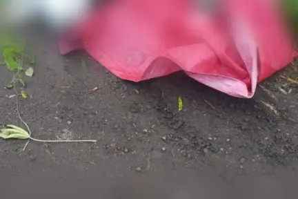 VIDEO | Dueños de tortillería matan a perro callejero en Texcoco; vecinos exigen justicia