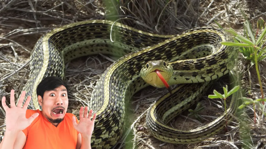 La serpiente nativa de Durango que no es peligrosa para las personas, pero sí puede morder