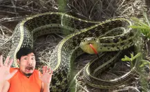 La serpiente nativa de Durango que no es peligrosa para las personas, pero sí puede morder