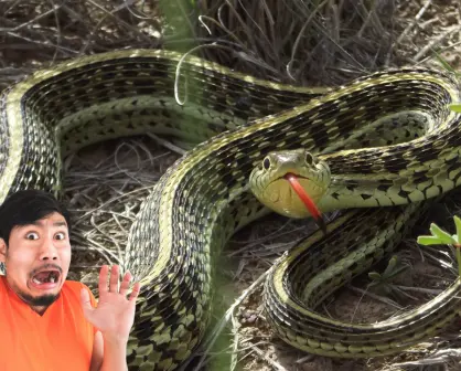 La serpiente nativa de Durango que no es peligrosa para las personas, pero sí puede morder