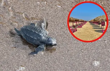 Este es el animal nativo de Tamaulipas tiene su principal sitio de anidación en las playas tamaulipecas
