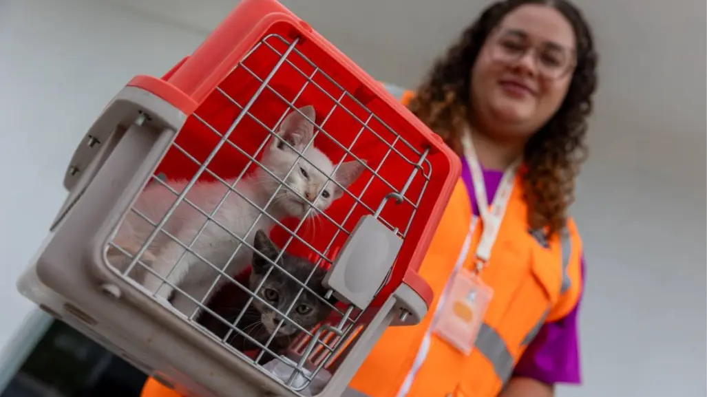 Alcalde Félix Arratia invita a jornada Dejando Huella por el bienestar animal