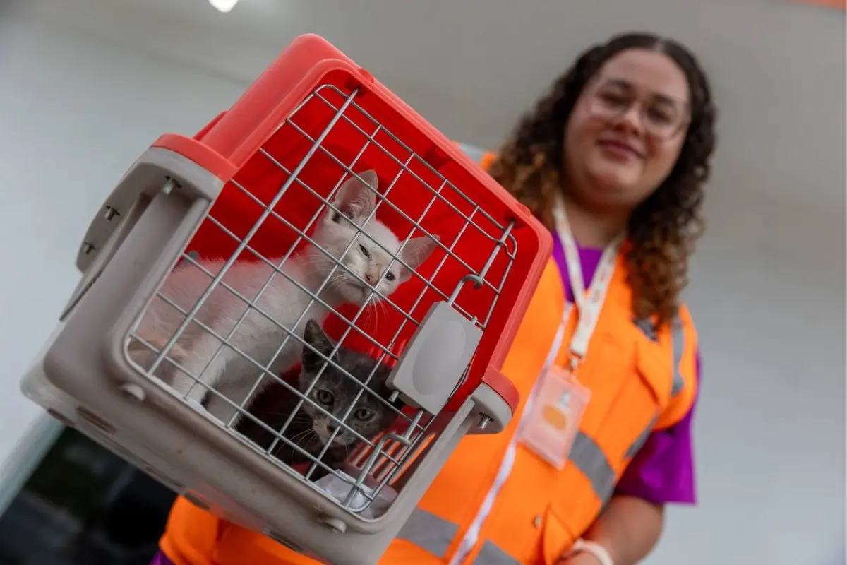 Un gatito en una transportadora y una persona. Foto: Gobierno de Juárez