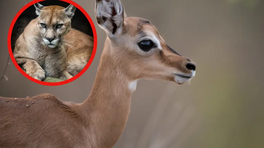 Este animal nativo de Tamaulipas mueve la cola para alertar de depredadores